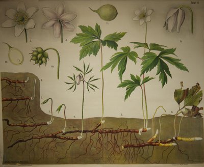 Tavole botaniche di Schmeil Serie anatomica da Walter Heubach